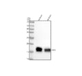 Anti-Cystatin C CST3 Rabbit Monoclonal Antibody