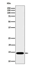 Western blot analysis of IL22 in Recombinant Human IL22 protein cell lysate.