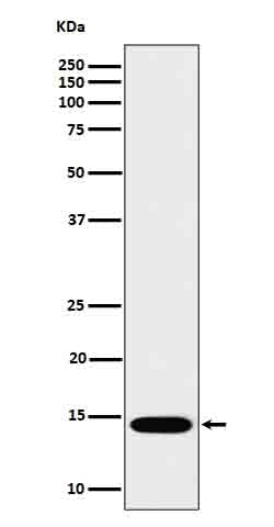 Western blot analysis of IL22 in Recombinant Human IL22 protein cell lysate.
