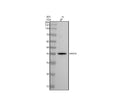Anti-MyoD Rabbit Monoclonal Antibody