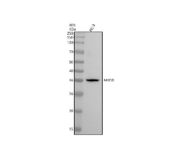 Anti-MyoD Rabbit Monoclonal Antibody