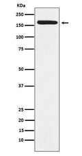 Western blot analysis of BAT3 expression in A431 cell lysate.