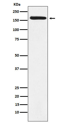 Western blot analysis of BAT3 expression in A431 cell lysate.