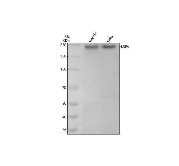 Anti-LRP6 Rabbit Monoclonal Antibody