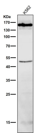 All lanes use the Antibody at 1:500 dilution for 1 hour at room temperature.