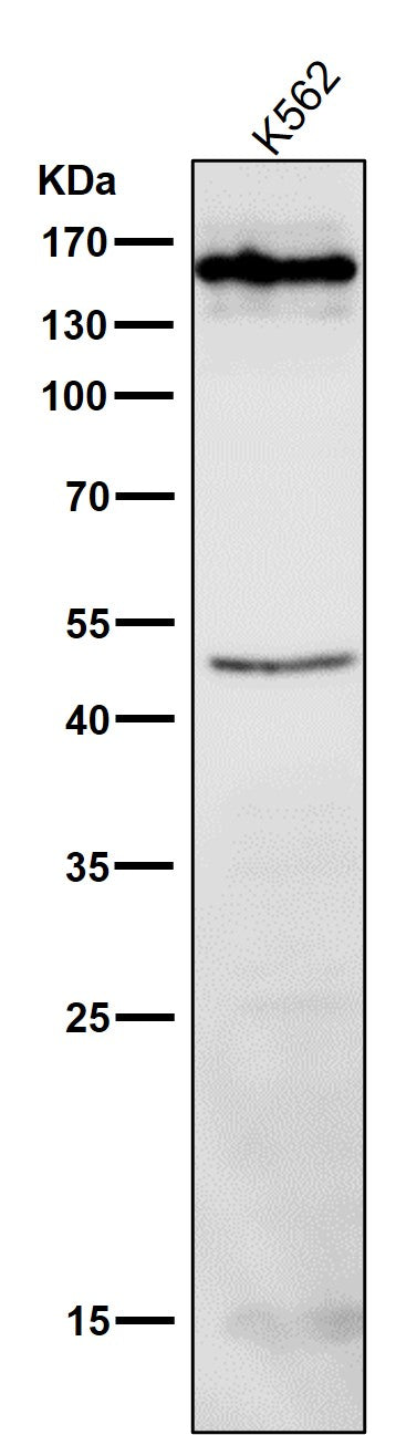 All lanes use the Antibody at 1:500 dilution for 1 hour at room temperature.