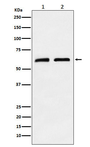 Western blot analysis of CLPX expression in (1) A673 cell lysate; (2) Mouse brain lysate.