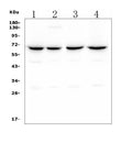 Anti-CLPX Antibody Picoband® (monoclonal, 11C11)