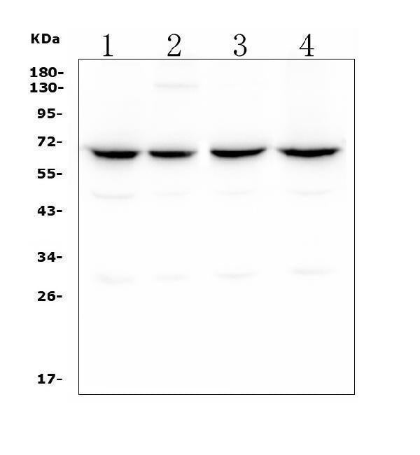 Anti-CLPX Antibody Picoband® (monoclonal, 11C11)