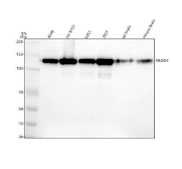 Anti-NEDD4 Rabbit Monoclonal Antibody