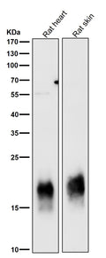 All lanes use the Antibody at 1:3K dilution for 1 hour at room temperature.