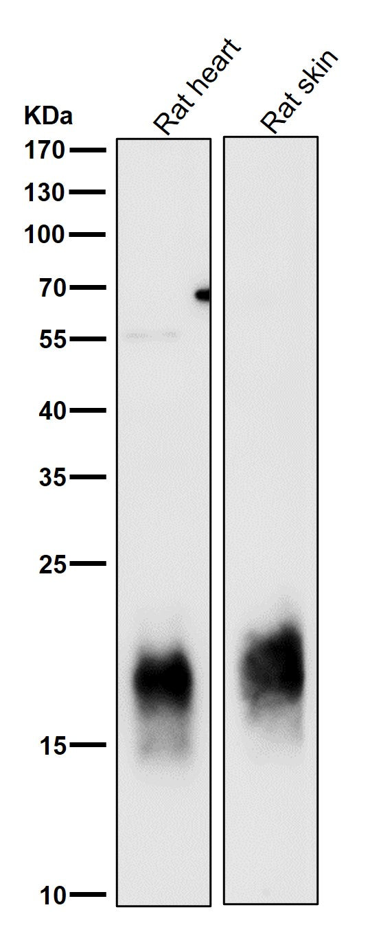 All lanes use the Antibody at 1:3K dilution for 1 hour at room temperature.