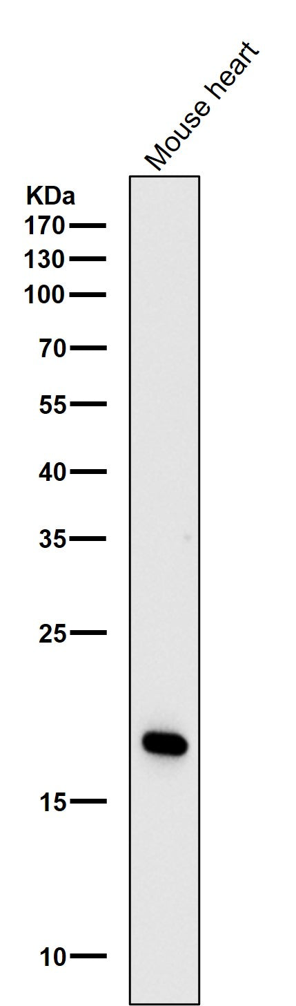 All lanes use the Antibody at 1:3K dilution for 1 hour at room temperature.