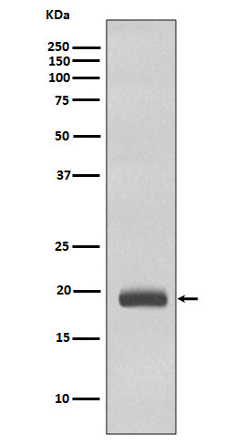 Western blot analysis of Caveolin 3 expression in Human fetal heart lysate.