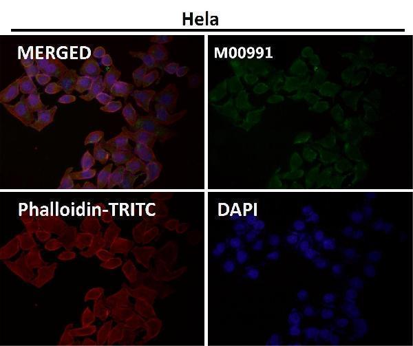 Immunofluorescent analysis using the Antibody at 1:50 dilution.
