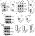 Anti-AMPK alpha 1 PRKAA1 Rabbit Monoclonal Antibody