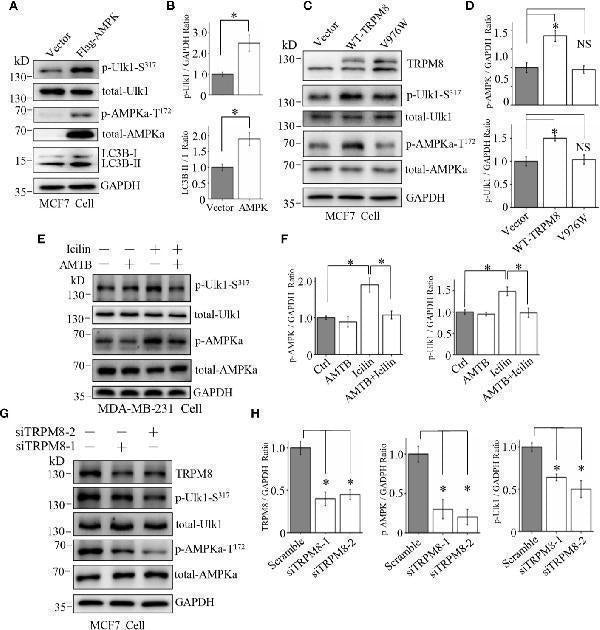 Anti-AMPK alpha 1 PRKAA1 Rabbit Monoclonal Antibody