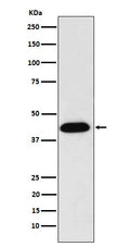 Western blot analysis of NUDC expression in HeLa cell lysate.