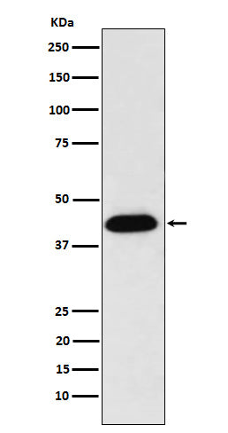 Western blot analysis of NUDC expression in HeLa cell lysate.