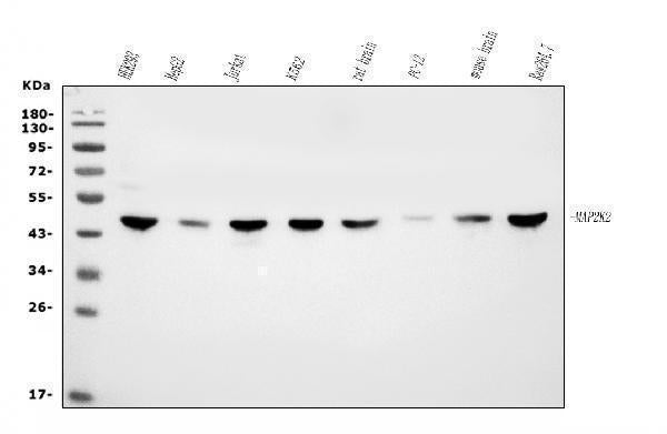 Anti-MEK2/MAP2K2 Antibody Picoband® (monoclonal, 2B4)