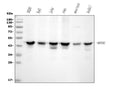 Anti-MEK2/MAP2K2 Antibody Picoband® (monoclonal, 2H4)