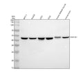 Anti-MEK2 MAP2K2 Rabbit Monoclonal Antibody