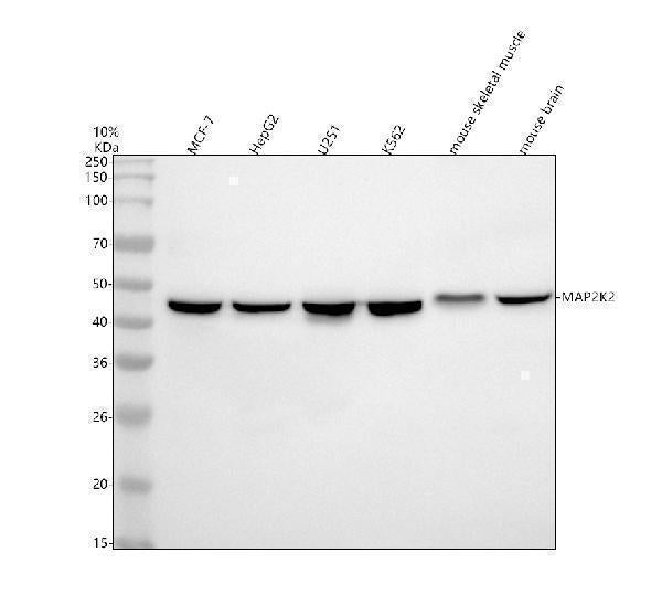 Anti-MEK2 MAP2K2 Rabbit Monoclonal Antibody