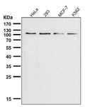 All lanes use the Antibody at 1:3K dilution for 1 hour at room temperature.