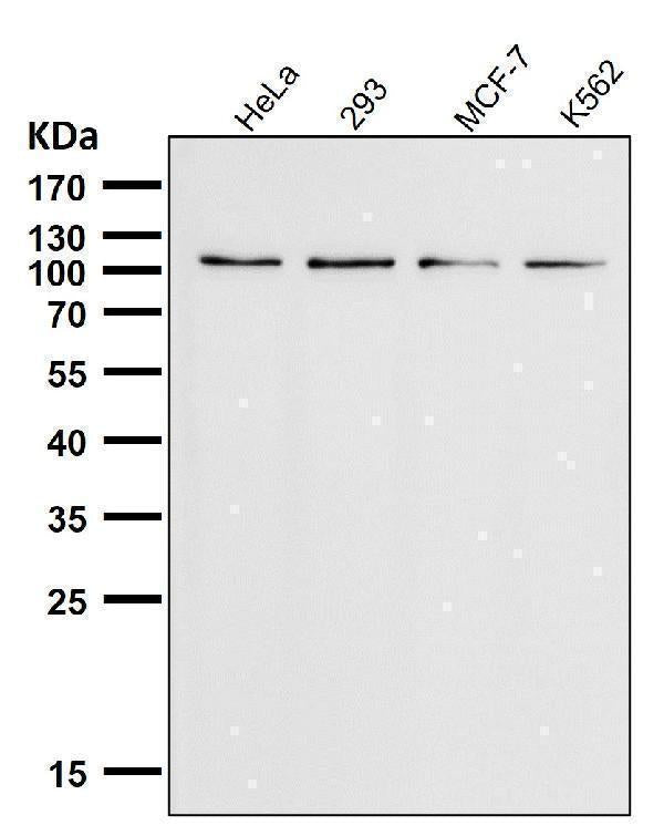 All lanes use the Antibody at 1:3K dilution for 1 hour at room temperature.