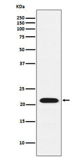 Anti-CBFb Rabbit Monoclonal Antibody