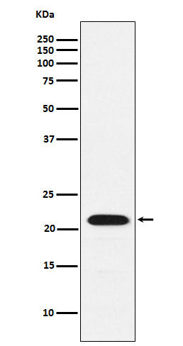 Anti-CBFb Rabbit Monoclonal Antibody
