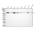 Anti-Alkaline Phosphatase ALPL Rabbit Monoclonal Antibody