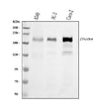 Anti-Integrin beta 4/ITGB4 Antibody Picoband® (monoclonal, 7G10D2)