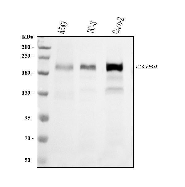 Anti-Integrin beta 4/ITGB4 Antibody Picoband® (monoclonal, 7G10D2)