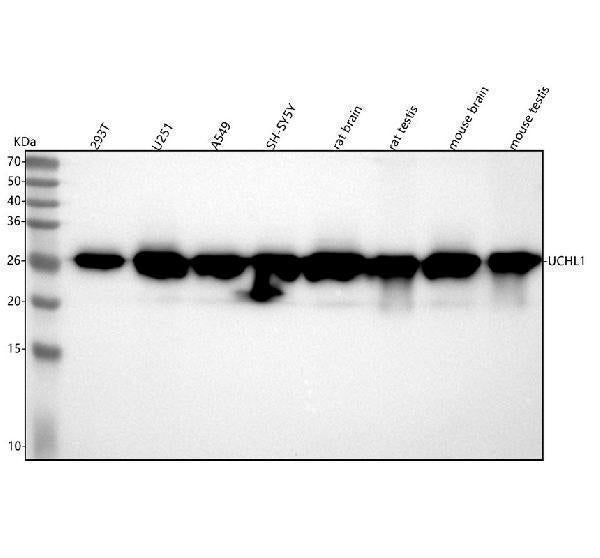 Anti-PGP9.5 UCHL1 Rabbit Monoclonal Antibody