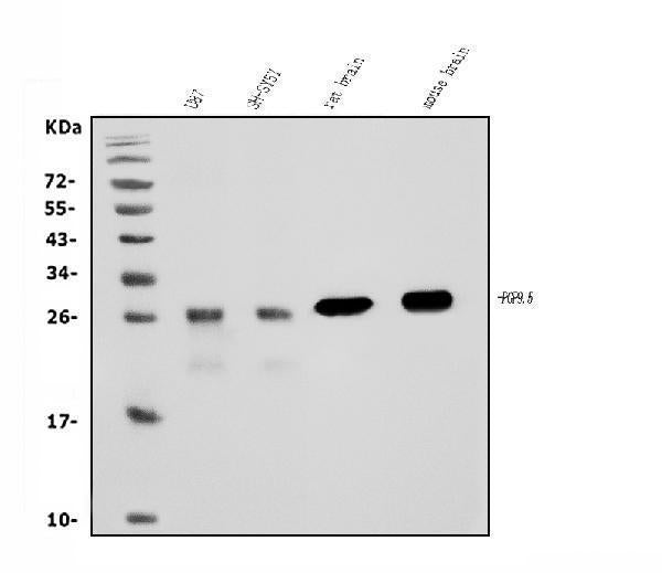 Anti-PGP9.5 Antibody Picoband® (monoclonal, 3E4)