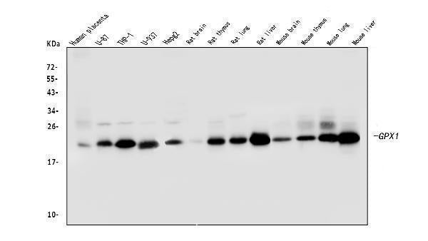 Anti-GPX1 Antibody Picoband® (monoclonal, 8B10)