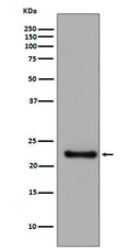 Western blot analysis of GPX1 expression in SH SY5Y cell lysate.