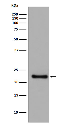 Western blot analysis of GPX1 expression in SH SY5Y cell lysate.