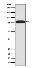 Western blot analysis of IRAK expression in HeLa cell lysate.