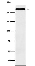 Western blot analysis of CD35 expression in TF1 cell lysate.