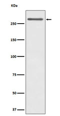 Western blot analysis of CD35 expression in Human tonsil cell lysate.