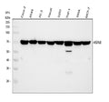 Anti-Hsc70 Antibody Picoband®(monoclonal, 3B6)