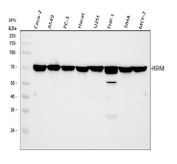 Anti-Hsc70 Antibody Picoband®(monoclonal, 3B6)