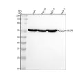Anti-Hsp70 Rabbit Monoclonal Antibody