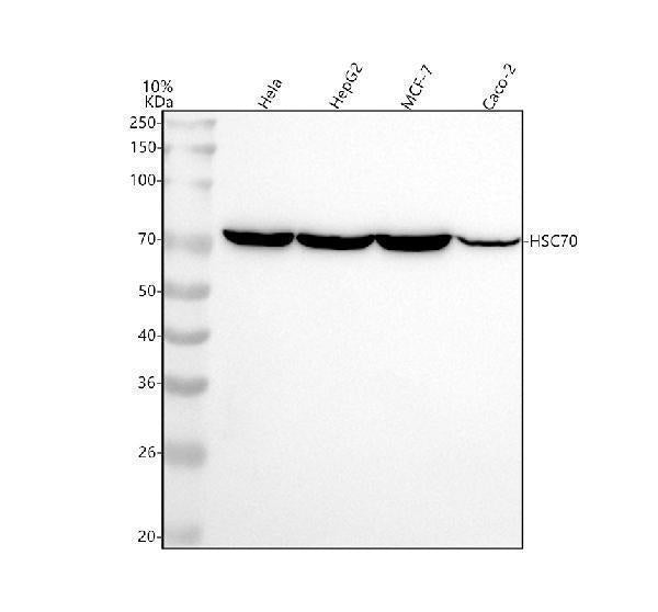 Anti-Hsp70 Rabbit Monoclonal Antibody