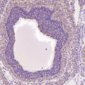 Anti-Hsc70 HSPA8 Rabbit Monoclonal Antibody