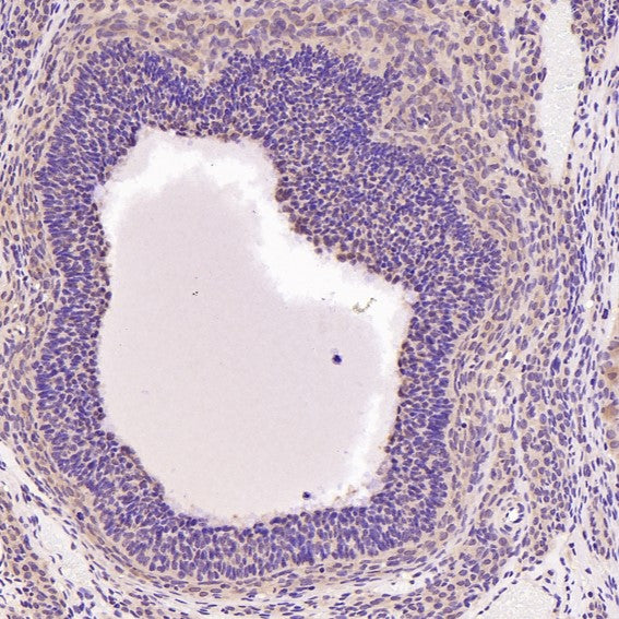 Anti-Hsc70 HSPA8 Rabbit Monoclonal Antibody