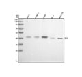Anti-ESE1 Rabbit Monoclonal Antibody