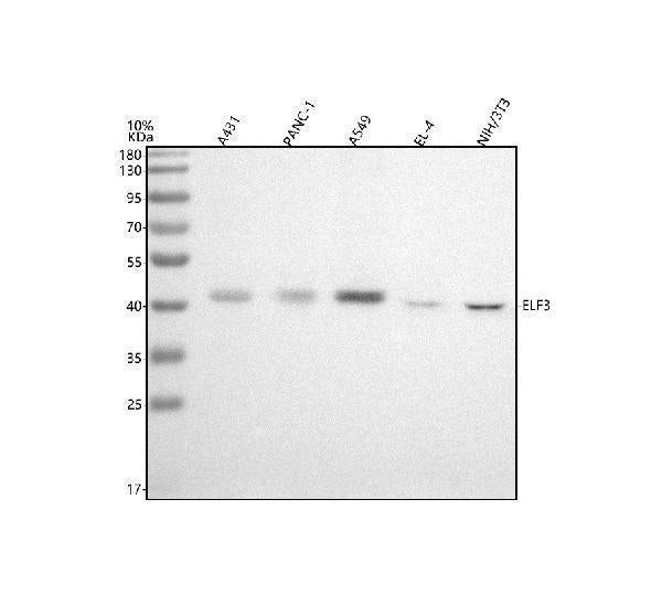 Anti-ESE1 Rabbit Monoclonal Antibody